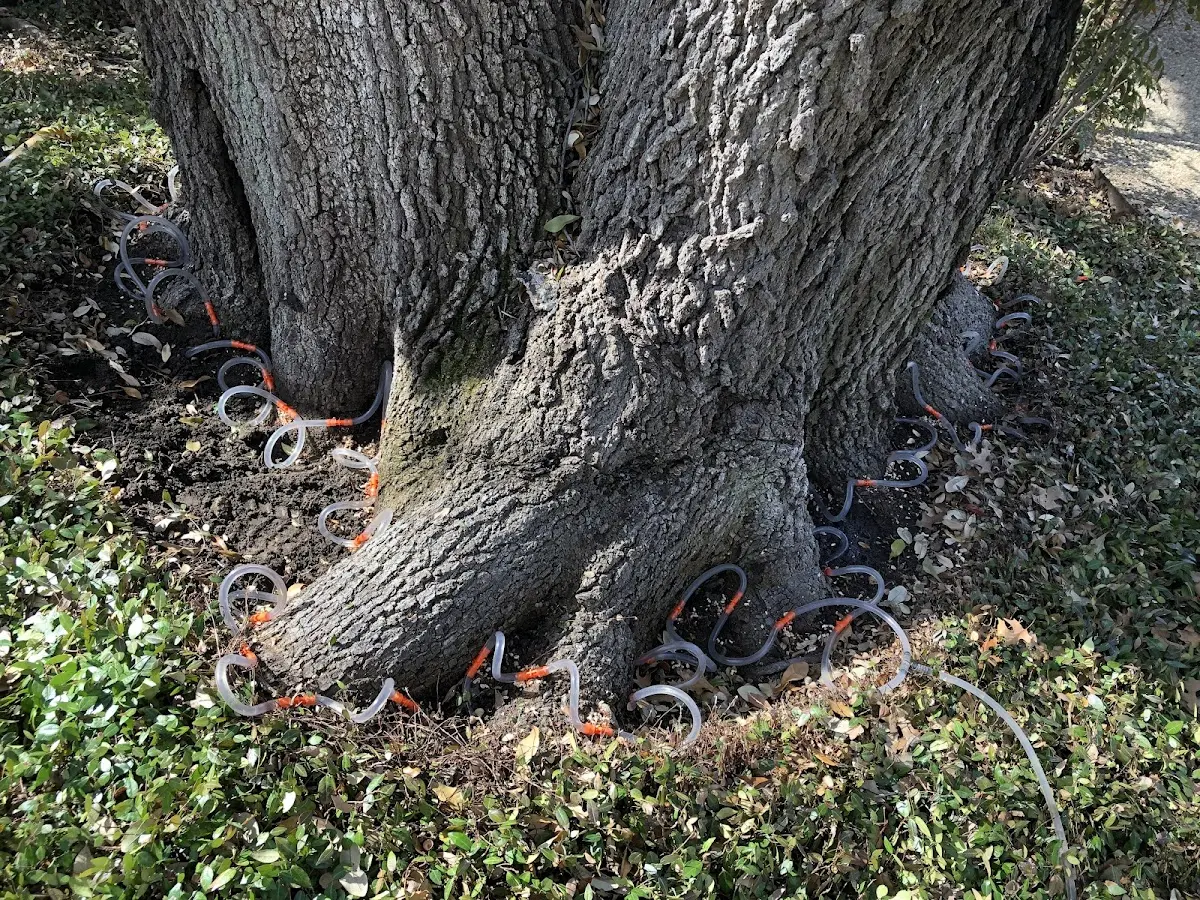 Detailed Tree Cabling and Bracing job site in Arjay