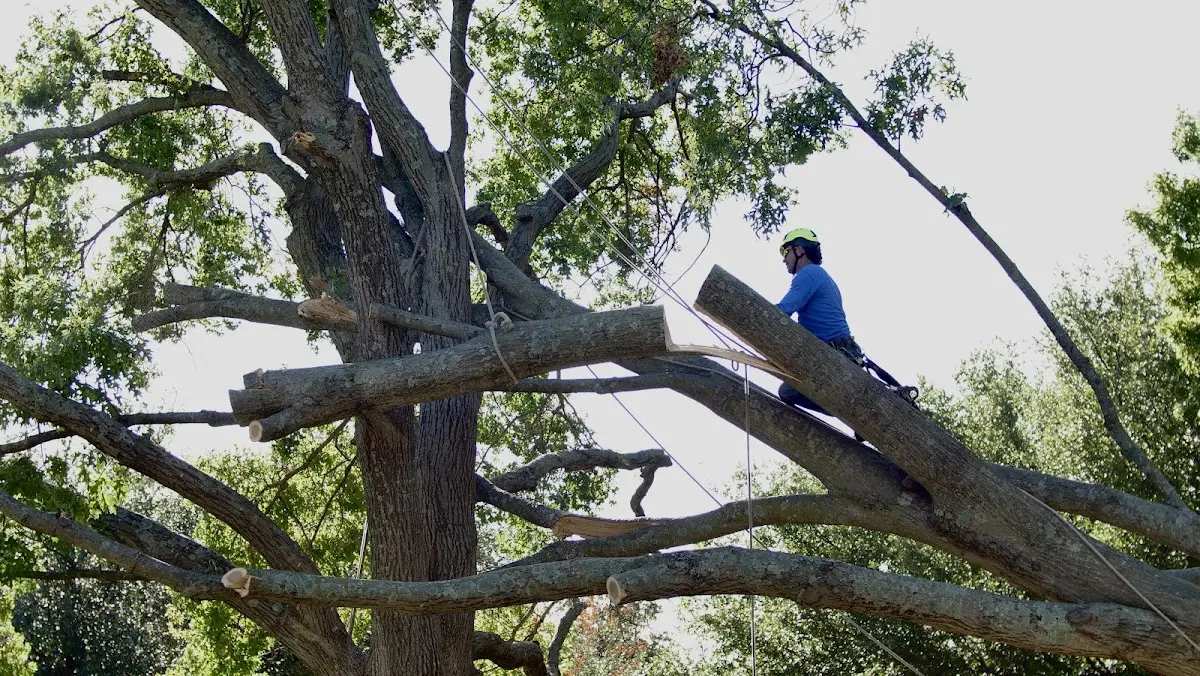 Professional Hazardous Tree Removal performed by certified arborists in Arjay