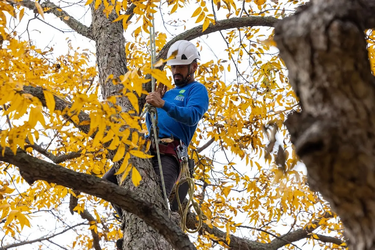 Skilled Tree Disease Treatment crew working in Arjay